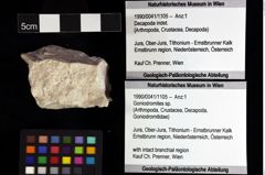 Foto (Objket + Etiketten) von Goniodromites sp. 